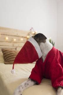 Greyhound with Santa hat lying on bed wearing red pullover property released  SKCF00509