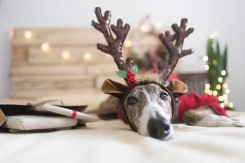 Portrait of Greyhound wearing deer antler headband property released  SKCF00510