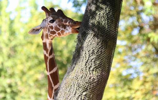 26.07.2018, xcex Deutschland, Frankfurt, Zoo, Tiere Zoo Frankfurt Giraffe, Netzgiraffe