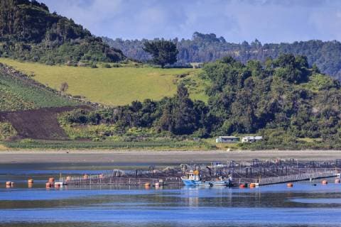 Salmon and mussel aquaculture, rolling hills and trees, Castro inlet, Isla Grande de Chiloe, Chilean Lake District, Chile, South America Copyright: EleanorxScriven 1167-1873