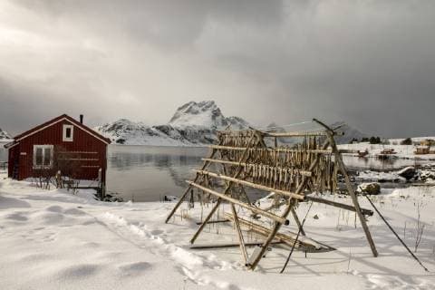 Traditional house and fish drying racks on Fredvang in the Lofoten Islands, Norway, Europe Copyright: DominicxByrne 1293-7