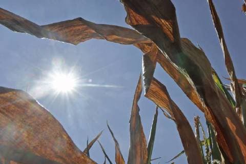 Verdorrter Mais - gesehen in der Gemarkung Lehrte bei Hannover am 03.0.2018 *** Dried corn seen in the district Lehrte near Hannover on 03 0 2018