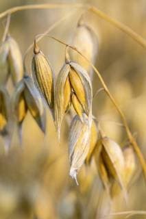 IMAGO Nature: Unsere Erde, Klimawandel, Ernährung, Pflanzen der Zukunft, Hafer DEU, Deutschland, Münsingen, 04.08.2018: Saat-Hafer oder Echter Hafer (Avena sativa), Schwäbische Alb bei Münsingen. *** DEU Germany Münsingen 04 08 2018 Sowing oats or genuine oats Avena sativa Swabian Alb near Münsingen