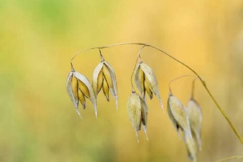 IMAGO Nature: Unsere Erde, Klimawandel, Ernährung, Pflanzen der Zukunft, Hafer DEU, Deutschland, Münsingen, 04.08.2018: Saat-Hafer oder Echter Hafer (Avena sativa), Schwäbische Alb bei Münsingen. *** DEU Germany Münsingen 04 08 2018 Sowing oats or genuine oats Avena sativa Swabian Alb near Münsingen