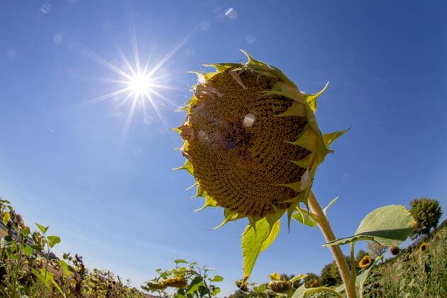 Hitzewelle in Deutschland Die Sonne scheint am 06.08.2018 über einer vertrockneten Sonnenblume auf einem Feld bei Bad Homburg., Bad Homburg Deutschland