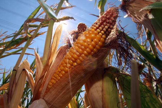 Dürre in Hofheim, Main Taunus Kreis, Hessen, Deutschland: Mais (Zea mays) mit trockenheitsbedingten Schädigungen an den Kolben und den Maiskörner n