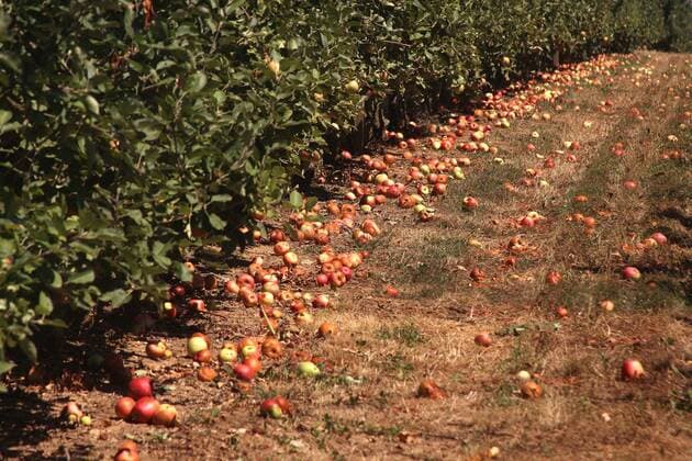 Dürre in Hofheim, Main Taunus Kreis, Hessen, Deutschland: Äpfel liegen auf dem Feld, nachdem sie von den Apfelbäumen durch Trockenstress abgeworfen wurden