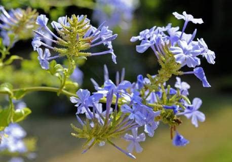 Zartblau bluehender Bleiwurz oder Plumbago als Topfpflanze auf sommerlicher Terrasse Bleiwurz *** Delicate blue flowering leadwort or Plumbago as a potted plant on summery terrace leadwort