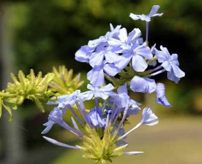 Zartblau bluehender Bleiwurz oder Plumbago als Topfpflanze auf sommerlicher Terrasse Bleiwurz *** Delicate blue flowering leadwort or Plumbago as a potted plant on summery terrace leadwort