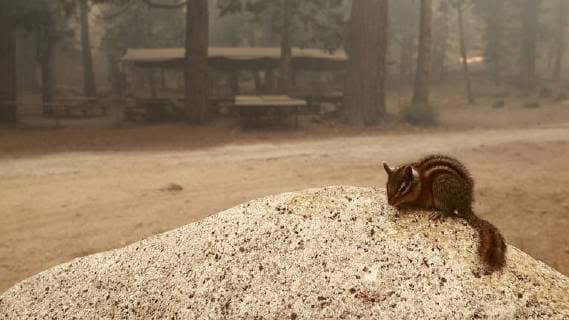 August 7, 2018 - Dardanelle, California, U.S.A - A Chipmunk stands watch over the Camp Liahona as the Donnell Fire burns around it. The Donnell Fire in Tuolumne County has increased to 11,344 acres according to the U.S. Forest Service with 2 percent containment. With the lack of resources the fire continues to grow. Dardanelle U.S.A - ZUMAbk2_ 20180807_zaf_bk2_007 Copyright: xMartyxBicekx