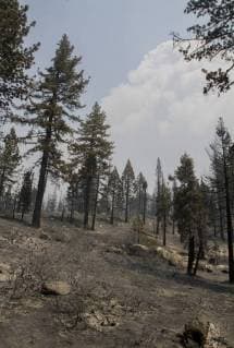 August 7, 2018 - Dardanelle, California, U.S.A - Nothing but burnt ground can be seen along Clark Fork Rd in the middle of the Donnell Fire. The Donnell Fire in Tuolumne County has increased to 11,344 acres according to the U.S. Forest Service with 2 percent containment. With the lack of resources the fire continues to grow. Dardanelle U.S.A - ZUMAbk2_ 20180807_zaf_bk2_005 Copyright: xMartyxBicekx