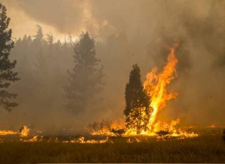 News Bilder des Tages August 7, 2018 - Dardanelle, California, U.S. - The Donnell Fire continues to growing to the east up Highway 108. The Donnell Fire in Tuolumne County has increased to 11,344 acres according to the U.S. Forest Service with 2 percent containment. With the lack of resources the fire continues to grow. Dardanelle U.S. - ZUMAbk2_ 20180807_zaf_bk2_001 Copyright: xMartyxBicekx