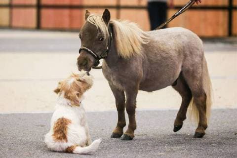 Entertainment Bilder des Tages ST PETERSBURG, RUSSIA - AUGUST 8, 2018: Gulliver, the world s smallest horse, and a puppy at the 20th Hipposphere International Equestrian Exhibition at the Expoforum Convention and Exhibition Centre. The height at the withers of the horse born to a couple of American miniature horses at the Hidalgo pony farm, is 49 cm (19.29 in). Peter Kovalev TASS  TS08C0BF
