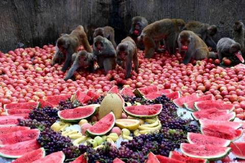 Entertainment Bilder des Tages August 10, 2018 - Jiyuan, Jiyuan, China - Jiyuan, CHINA-Macaques enjoy fruits including watermelons and grapes at Wulongkou National Macaque Protection Area in Jiyuan, central China s Henan Province. Jiyuan China  - ZUMAs145 20180810_zaa_s145_039 Copyright: xWangxZhongjux
