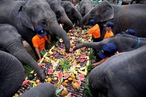 News Bilder des Tages (180812) -- BAGO, Aug. 12, 2018 -- Elephant keepers feed elephants with different kinds of fruits and vegetables at the Wingabaw Elephant Camp on World Elephant Day in Bago Region, Myanmar, Aug. 12, 2018. ) (jmmn) MYANMAR-BAGO-WORLD ELEPHANT DAY UxAung 
