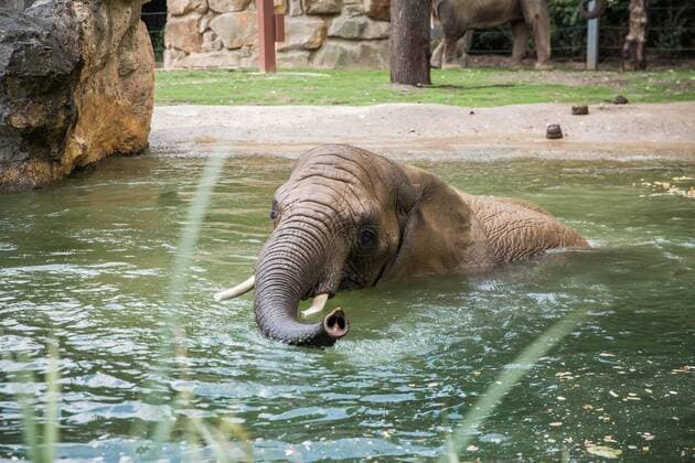 Saniertes Außengehege für die Elefanten im Zoo Dresden.