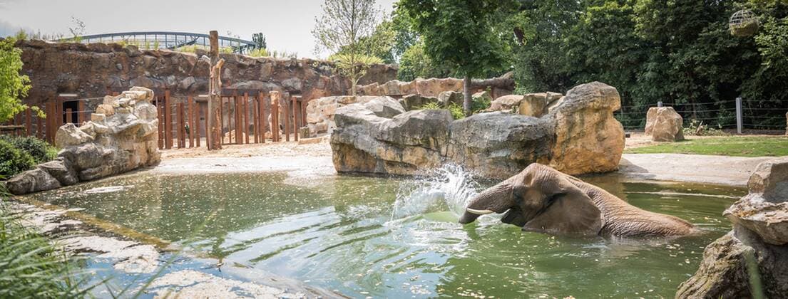 Saniertes Außengehege für die Elefanten im Zoo Dresden.