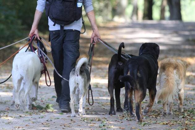 Mann geht mit vielen Hunden an Leinen durch den Park Themenbild, Symbolbild, Hunde, Hundeservice, 10.08.18 Köln NRW Deutschland Trainingsgelaende 1. FC Köln *** Man with many dogs on leashes through the park Topic Icon Dogs Dog service 10 08 18 Cologne NRW Germany Training grounds 1 FC Cologne Copyright: xdnet_cdnx