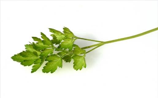 Petersilie, Petroselinum, Crispum, Glatte, Heilpflanze Parsley, Petroselinum, Crispum, *** Parsley Petroselinum Crispum Smooth medicinal plant Parsley Petroselinum Crispum