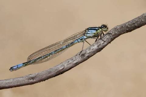 Mond-Azurjungfer, Mondazurjungfer (Coenagrion lunulatum), Maennchen, Niederlande, Gelderland, Overasseltse vennen Irish damselfly, lunular damselfly (Coenagrion lunulatum), male, Netherlands, Gelderland, Overasseltse vennen BLWS490745 Copyright: xblickwinkel AGAMI F.xSardarx