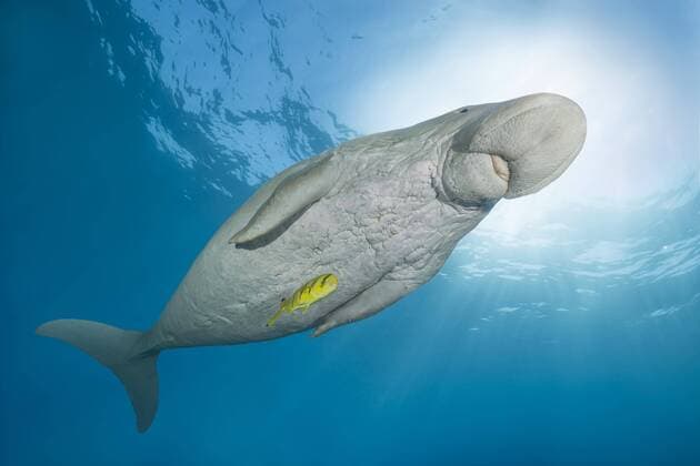 Dugong (Dugong dugon) mit Schwarzgoldener Pilotmakrele (Gnathanodon speciosus) unter der Wasseroberfläche, Rotes Meer, Hermes Bay, Marsa Alam, Ägypten, Afrika Copyright: imageBROKER/AndreyxNekrasov ibxaaa04732128.jpg