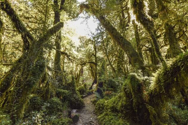 El Bosque Encantado, verzauberter oder verwunschener Wald, gemäßigter Regenwald mit Moos und Flechten, Carratera Austral, Queulat National Park, Cisnes, Región de Aysén del General Carlos Ibánez del Campo, Chile, Südamerika Copyright: imageBROKER/HaraldxvonxRadebrecht ibxmea04733977.jpg