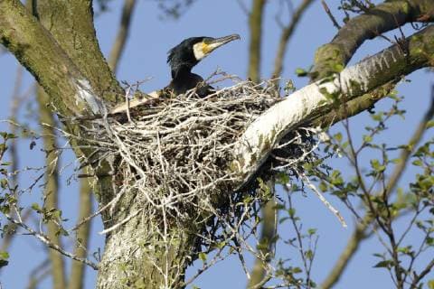 Kormoran (Phalacrocorax carbo), adultes Tier im Nest auf einem Baum, Brutzeit, Naturpark Flusslandschaft Peenetal, Mecklenburg-Vorpommern, Deutschland, Europa Copyright: imageBROKER/VolkerxLautenbach ibxmmv04728503.jpg
