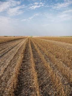IMAGO Nature: Unsere Erde, Klimawandel, Ernährung, Pflanzen der Zukunft, Soja Serbia, Vojvodina, Ripe soybean plants with combine harvester in the background  NOF00045