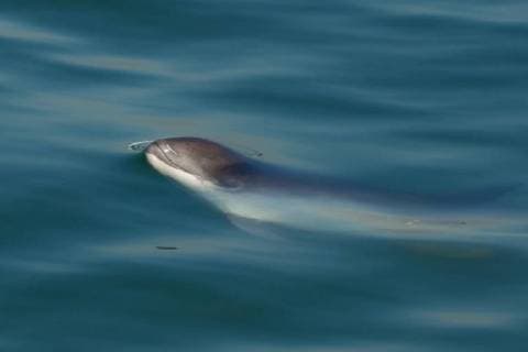 Gewoehnlicher Schweinswal, Braunfisch, Kleiner Tuemmler, Kleintuemmler (Phocoena phocoena), schwimmt an der Wasseroberflaeche, Niederlande, Oosterschelde Nationalpark common harbor porpoise, harbour porpoise, common porpoise, puffing pig (Phocoena phocoena), swimming at the water surface, Netherlands, Oosterschelde National Park BLWS491562 Copyright: xblickwinkel AGAMI W.xJ.xStrietmanx