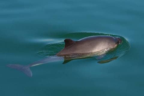 Gewoehnlicher Schweinswal, Braunfisch, Kleiner Tuemmler, Kleintuemmler (Phocoena phocoena), schwimmt an der Wasseroberflaeche, Niederlande, Oosterschelde Nationalpark common harbor porpoise, harbour porpoise, common porpoise, puffing pig (Phocoena phocoena), swimming at the water surface, Netherlands, Oosterschelde National Park BLWS491561 Copyright: xblickwinkel AGAMI W.xJ.xStrietmanx