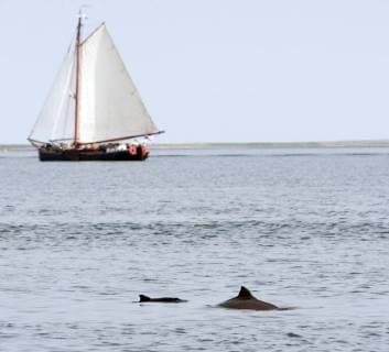 Gewoehnlicher Schweinswal, Braunfisch, Kleiner Tuemmler, Kleintuemmler (Phocoena phocoena), Jungtier schwimmt mit Mutter an der Wasseroberflaeche, Segelschiff im Hintergrund, Niederlande, Oosterschelde Nationalpark common harbor porpoise, harbour porpoise, common porpoise, puffing pig (Phocoena phocoena), young animal swimming with mother at the water surface, saling boat in the background, Netherlands, Oosterschelde National Park BLWS491548 Copyright: xblickwinkel AGAMI W.xJ.xStrietmanx
