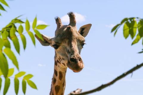 Amneville Themenfoto Tiere Giraffe, Kopf, Themenfoto Tiere - Copyright: xEIBNER JuergenxAugstx EP_JOGI