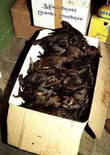 Bru001 - - Brussels,Belgium : The first of the oil contaminated birds from Brittany covered in crued oil following the oil spill from Maltese registered tanker Erika are being treated by the volunteers at Center for Bird Life Protection in Brussels today December 29, 1999. More wildlife is expected to be treated at the center. OPS: however some had already died during transport . Belga photo Robert Vanden Brugge ATS ROBERTxVANDENxBRUGGE  x426778x