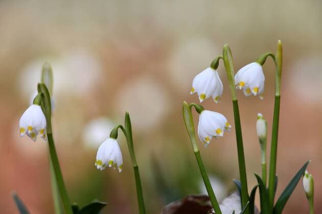 Märzenbecher, Leucojum vernum - Spring snowflake *** March Cup Leucojum vernum Spring snowflake  1064100756