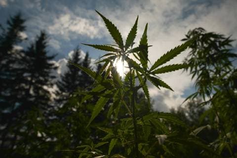 Kanada, am 17. Oktober beginnt der legale Verkauf von Cannabis August 28, 2018 - Edmonton, Alberta, Canada - Alberta is poised to see cannabis as a major industry †an opportunity for economic diversification..Less then 8 weeks remain untill the legalization of recreational marijuana use in Canada. .July 2018 was the initial legalisation date, however, provinces and territories, who are responsible for drafting their own rules regarding marijuana sales, have asked for an additional 8 to 12 weeks after the Senate approval to transition to the new framework. .In Alberta, private retailers will sell cannabis to those wanting to purchase in-person with online sales that are government-operated. .On Wednesday, August 29, 2018, in Edmonton, Alberta, Canada. Edmonton Canada - ZUMAn230 20180828_zaa_n230_436 Copyright: xArturxWidakx