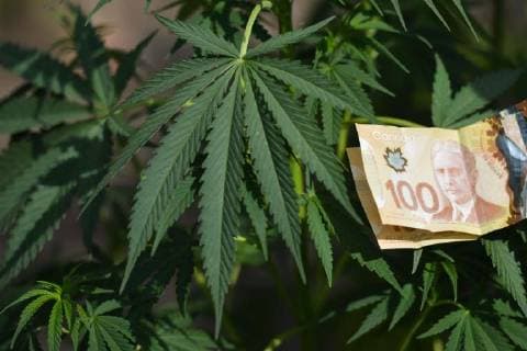 Kanada, am 17. Oktober beginnt der legale Verkauf von Cannabis August 28, 2018 - Edmonton, Alberta, Canada - Alberta is poised to see cannabis as a major industry †an opportunity for economic diversification..Less then 8 weeks remain untill the legalization of recreational marijuana use in Canada. .July 2018 was the initial legalisation date, however, provinces and territories, who are responsible for drafting their own rules regarding marijuana sales, have asked for an additional 8 to 12 weeks after the Senate approval to transition to the new framework. .In Alberta, private retailers will sell cannabis to those wanting to purchase in-person with online sales that are government-operated. .On Wednesday, August 29, 2018, in Edmonton, Alberta, Canada. Edmonton Canada - ZUMAn230 20180828_zaa_n230_435 Copyright: xArturxWidakx