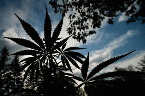 Kanada, am 17. Oktober beginnt der legale Verkauf von Cannabis August 28, 2018 - Edmonton, Alberta, Canada - Alberta is poised to see cannabis as a major industry †an opportunity for economic diversification..Less then 8 weeks remain untill the legalization of recreational marijuana use in Canada. .July 2018 was the initial legalisation date, however, provinces and territories, who are responsible for drafting their own rules regarding marijuana sales, have asked for an additional 8 to 12 weeks after the Senate approval to transition to the new framework. .In Alberta, private retailers will sell cannabis to those wanting to purchase in-person with online sales that are government-operated. .On Wednesday, August 29, 2018, in Edmonton, Alberta, Canada. Edmonton Canada - ZUMAn230 20180828_zaa_n230_437 Copyright: xArturxWidakx