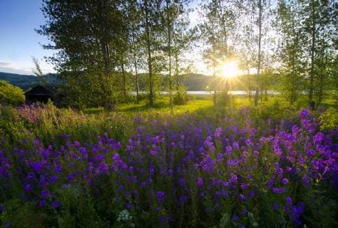 Hesperis matronalis (Dames Rocket) in full bloom as they soak in the late sing sun alongside Swan Lake in Vernon in the Okanagan region of British Columbia, Canada  acp109389 DarrenxRobinson
