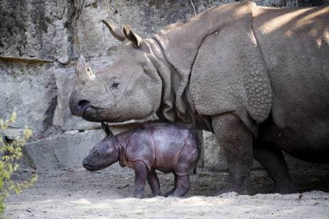 Entertainment Bilder des Tages Der neugeborene Nashorn, der noch keinen Namen hat, ist fotografiert mit der Panzernashornkuh Betty im Tierpark Berlin am 6. August 2018. Das Jungtier ist das siebte Jungtier, was Betty auf der Welt bringt. Nachwuchs bei Panzernashoerne im Tierpark Berlin *** The newborn rhinoceros, which has not got a name yet, is photographed with the Batshit cow Betty in Tierpark Berlin on 6th August 2018 The youngster is the seventh cub what Betty brings to the world Youngsters at Panzernashoerne in Tierpark Berlin