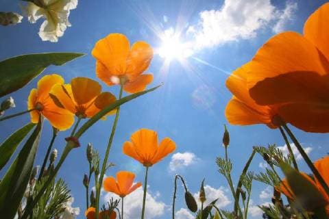 Blühender Kalifornischer Mohn (Eschscholzia californica) vor strahlend blauem Himmel und Sonne im Botanischen Farten in München, Bayern, Deutschland *** Blooming California poppy Eschscholzia californica against bright blue sky and sun in the botanical Farten in Munich Bavaria Germany