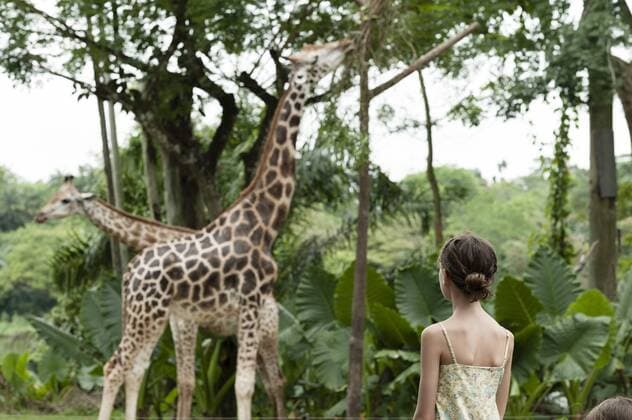 Girl watching giraffes at zoo  Copyright: ThierryxFoulon B51129226