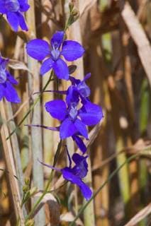 Feldrittersporn, Feld-Rittersporn, Acker-Rittersporn, Ackerrittersporn (Consolida regalis, Delphinium consolida), bluehend, Deutschland, Bayern forking larkspur, field larkspur (Consolida regalis, Delphinium consolida), bloominng, Germany, Bavaria BLWS494364 Copyright: xblickwinkel M.xKuehnx
