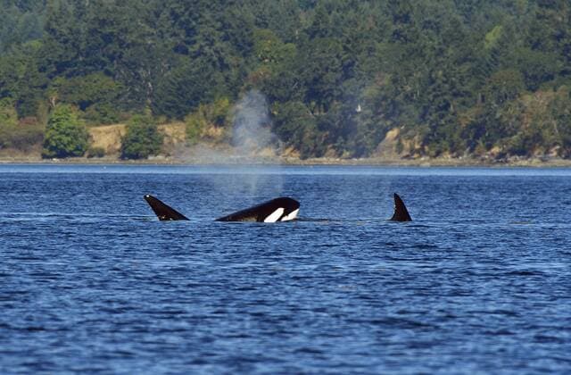 A pod of orcas (Orcinus orca) swimming in the coastal water near Vancouver Island B.C.  acp118553 RobertxBxMcGouey