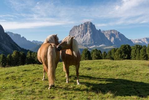 Dolomiten Im UNESCO Welt-Naturerbe Naturpark Puez-Geisler.Haflinger Pferde vor dem Langkofel. Wolkenstein Südtirol Italien