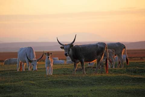 Ungarisches Steppenrind, Ungarisches Graurind (Bos primigenius, Bos taurus), Puszta, Burgenland, Niederösterreich, Europa, Sonnenuntergang, Abendstimmung McPOTF