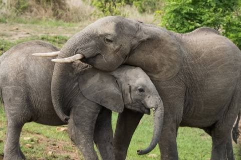 Feature Symbol: Elefanten 11 17 kun Elefanten in Süd-Tansania Afrika Tierwelt Tiere Tier Elefant Dickhäuter afrikanischer afrikanische Mutter Kind Junges liebevoll Liebe Mutterliebe umsorgend zärtlich Sozialverhalten beschützend schützend Stoßzähne quer