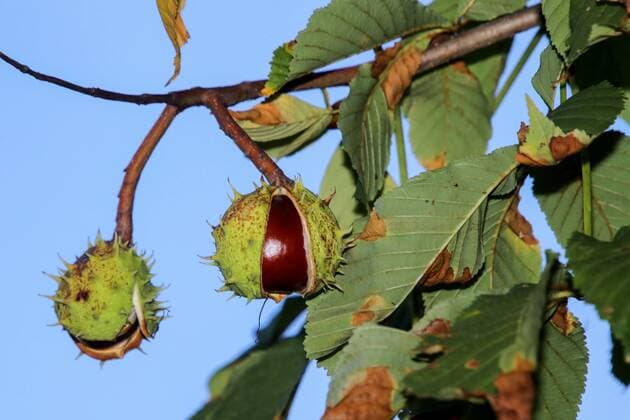 Kastanie (Castanea) oder Edelkastanie ist eine Pflanzengattung in der Familie der Buchengewächse (Fagaceae). Kastanie am Herbstbaum Kastanie (Castanea) oder Edelkastanie ist eine Pflanzengattung in der Familie der Buchengewächse (Fagaceae)., Germany, Kuchen, ESBI Parkanlage, 20180916 *** Chestnut Castanea or sweet chestnut is a genus of flowering plants in the beech family Fagaceae Chestnut on autumn tree Chestnut Castanea or sweet chestnut is a genus of flowering plants in the beech family Fagaceae Germany cake ESBI Parkanlage 20180916