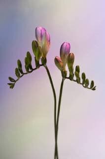 Two stems of budding pink Freesia against a pastel background  Copyright: Halfdark fStopImages1246020