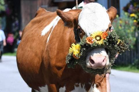 News Bilder des Tages Almabtrieb 2017 am 17.09.2018 Filzmoos Die teilweise geschmückten Tiere werden werden am 17.09.2018 von den Bauern durch die Straßen der Gemeinde Filzmoos geführt. Die Tiere werden in den Stallungen der Bauernhöfe überwintern. *** Almabtrieb 2017 on 17 09 2018 Filzmoos The partially decorated animals will be led by the farmers through the streets of the community Filzmoos on 17 09 2018 The animals will spend the winter in the stables of the farms xRx
