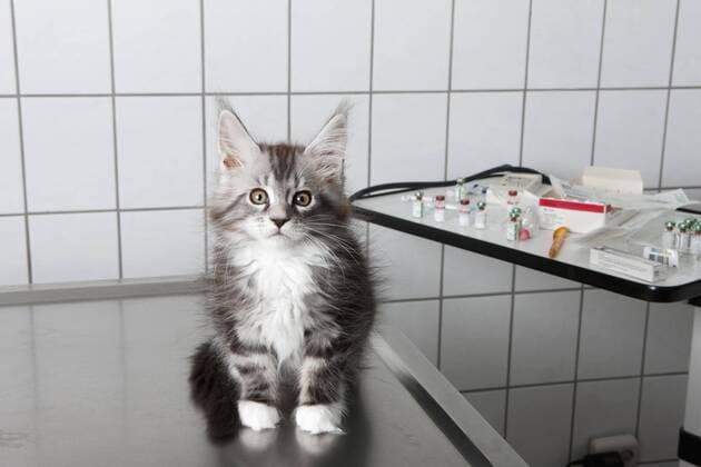 Portrait of cat sitting on table at vet clinic  Copyright: JuliaxChriste fStopImages1454002
